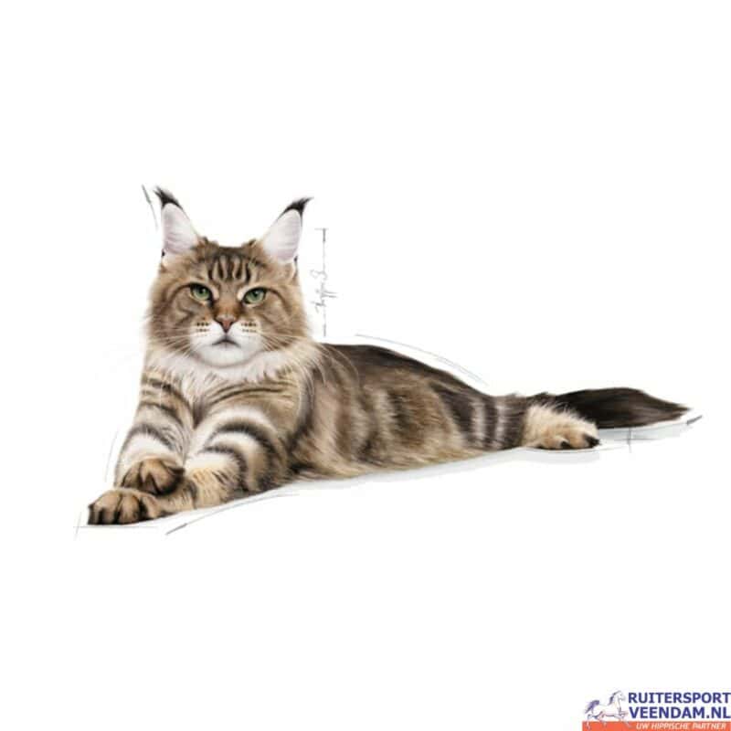 Maine coon RC (1)