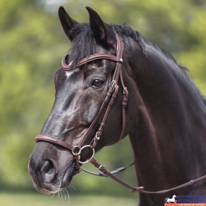 Hoofdstel Everana op een zwart paard met bruin tuig, close-up.