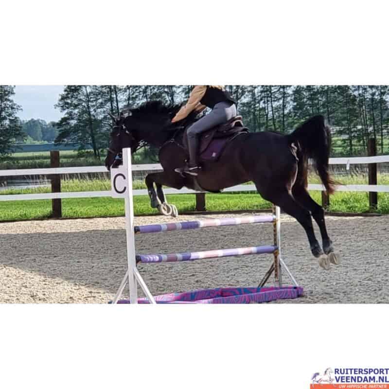 Springend paard met waterbak voor training en ontspanning.