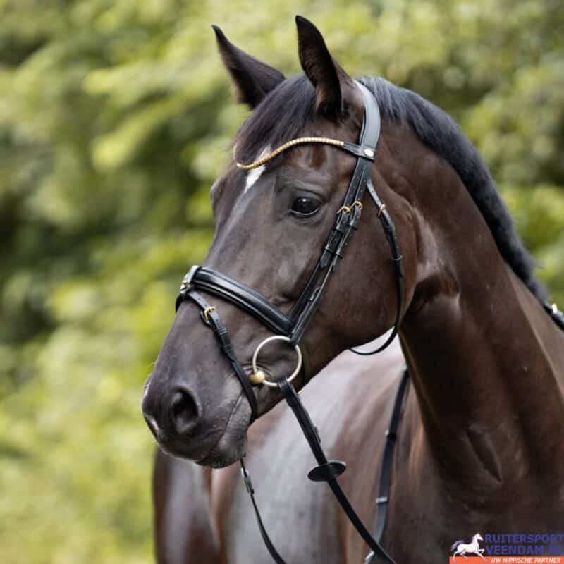 Hoogwaardig Kavalkade hoofdstel voor paard, perfect voor ruitersport en training.