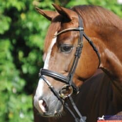 Hoogwaardig Kavalkade hoofdstel voor paarden, zwart, met comfortabele pasvorm.