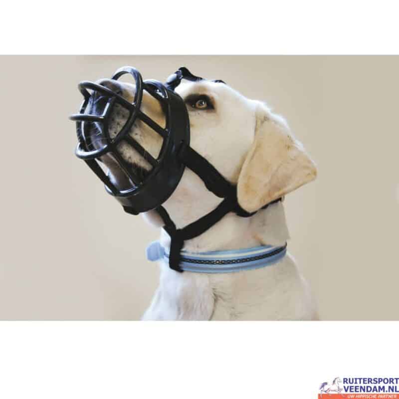 Labrador met Baskerville muilkorf voor paardensporttraining.