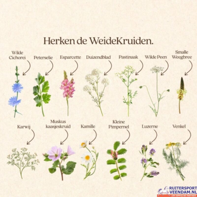 VITALstyle WeideKruiden