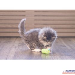 BZ Kitten Springveer Zing (1)