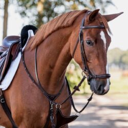 Paard